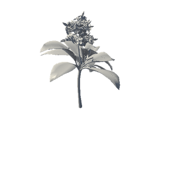 flower Plumeria